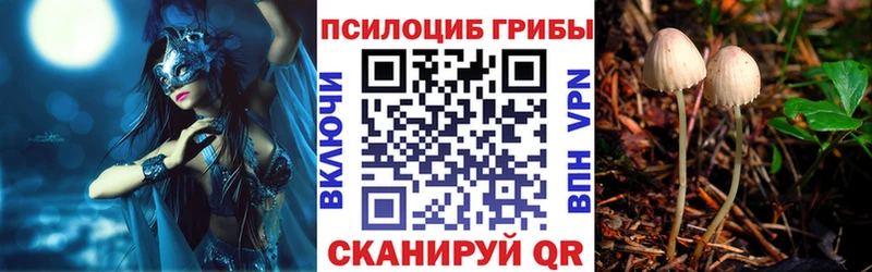 Купить  Баксан  Псилоцибиновые грибы Psilocybe 